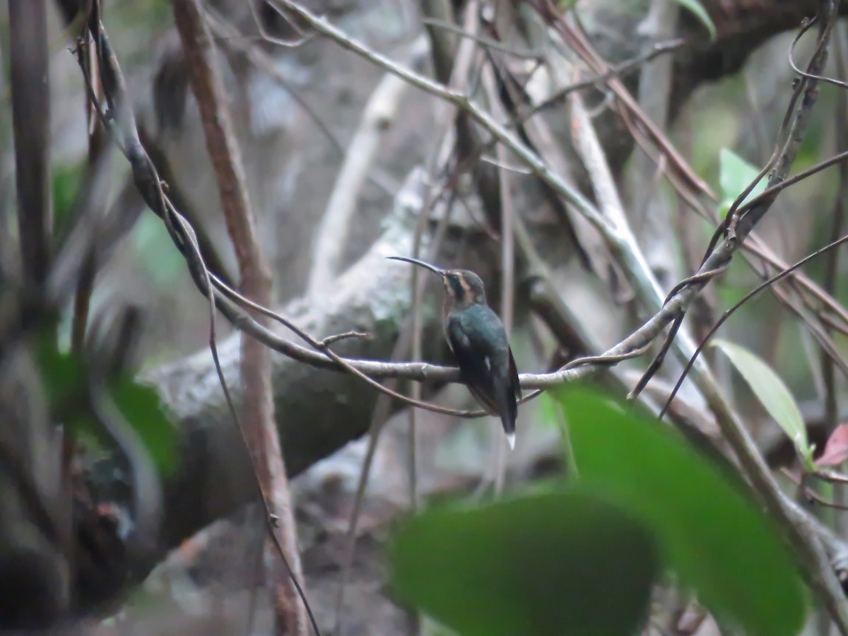 kolibřík hnědohrdlý - ML522264561