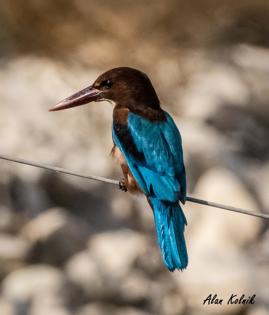 White-throated Kingfisher - ML522264901