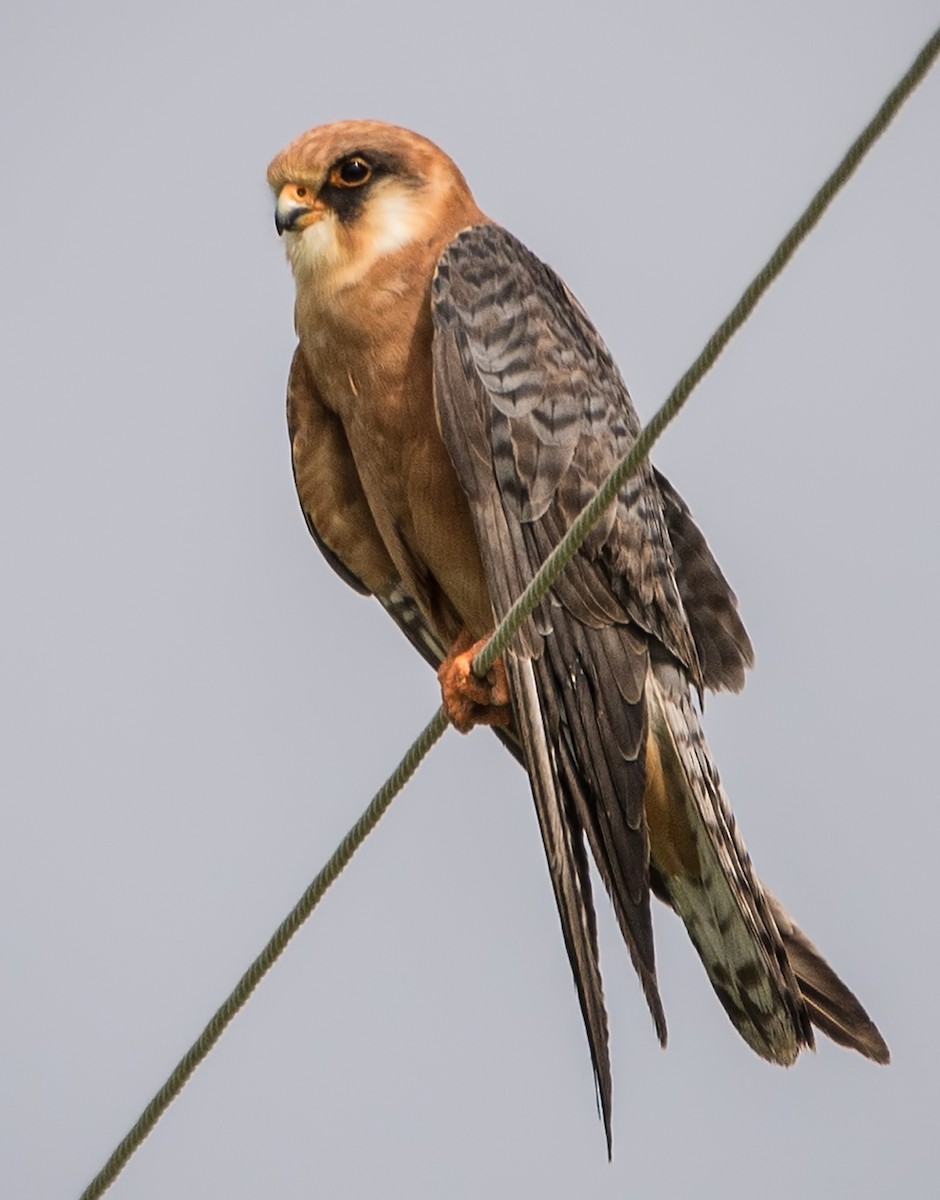 Red-footed Falcon - ML522265301