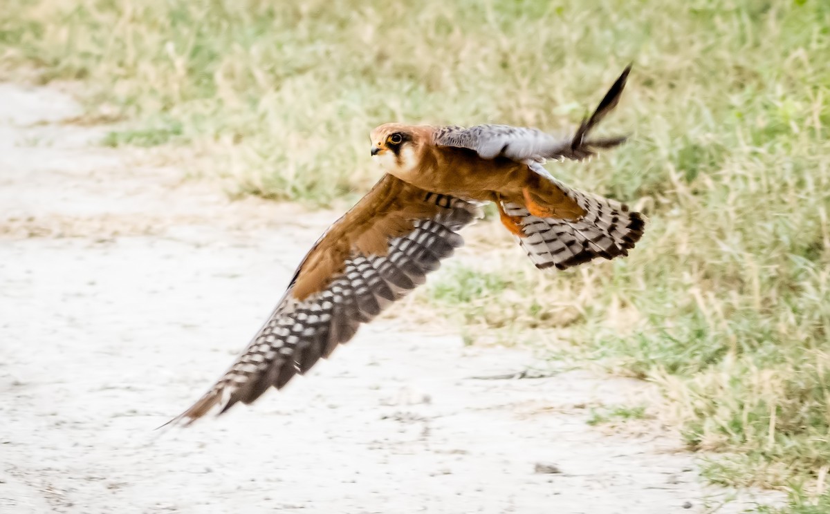 Red-footed Falcon - ML522265311