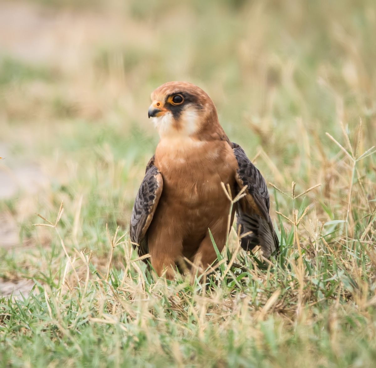 Red-footed Falcon - ML522265321