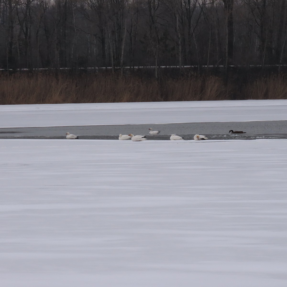 Snow Goose - Julie Laverdiere