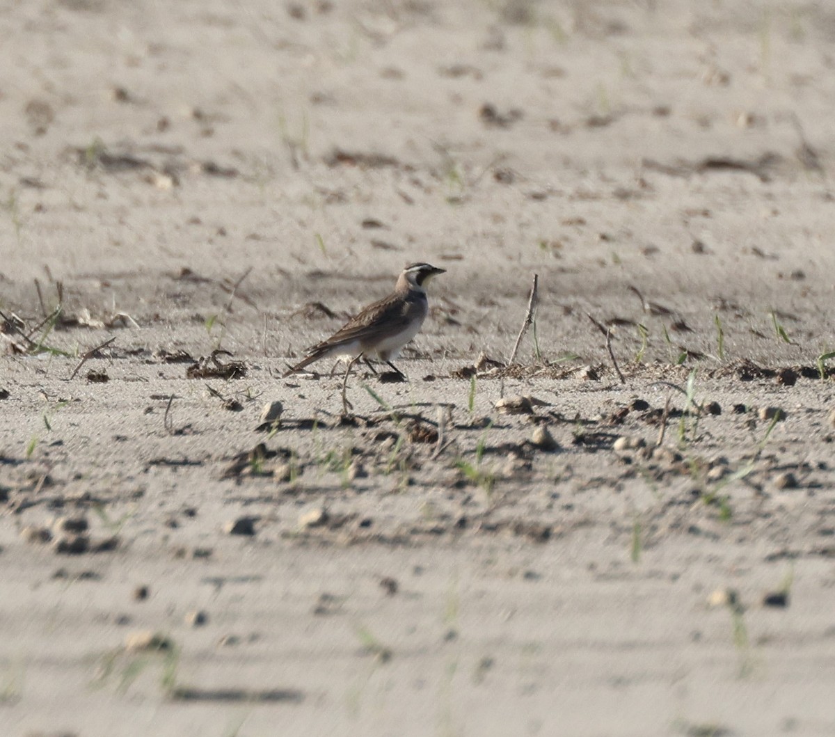 Horned Lark - Anne Ruben