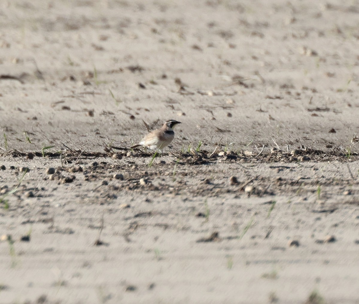 Horned Lark - Anne Ruben