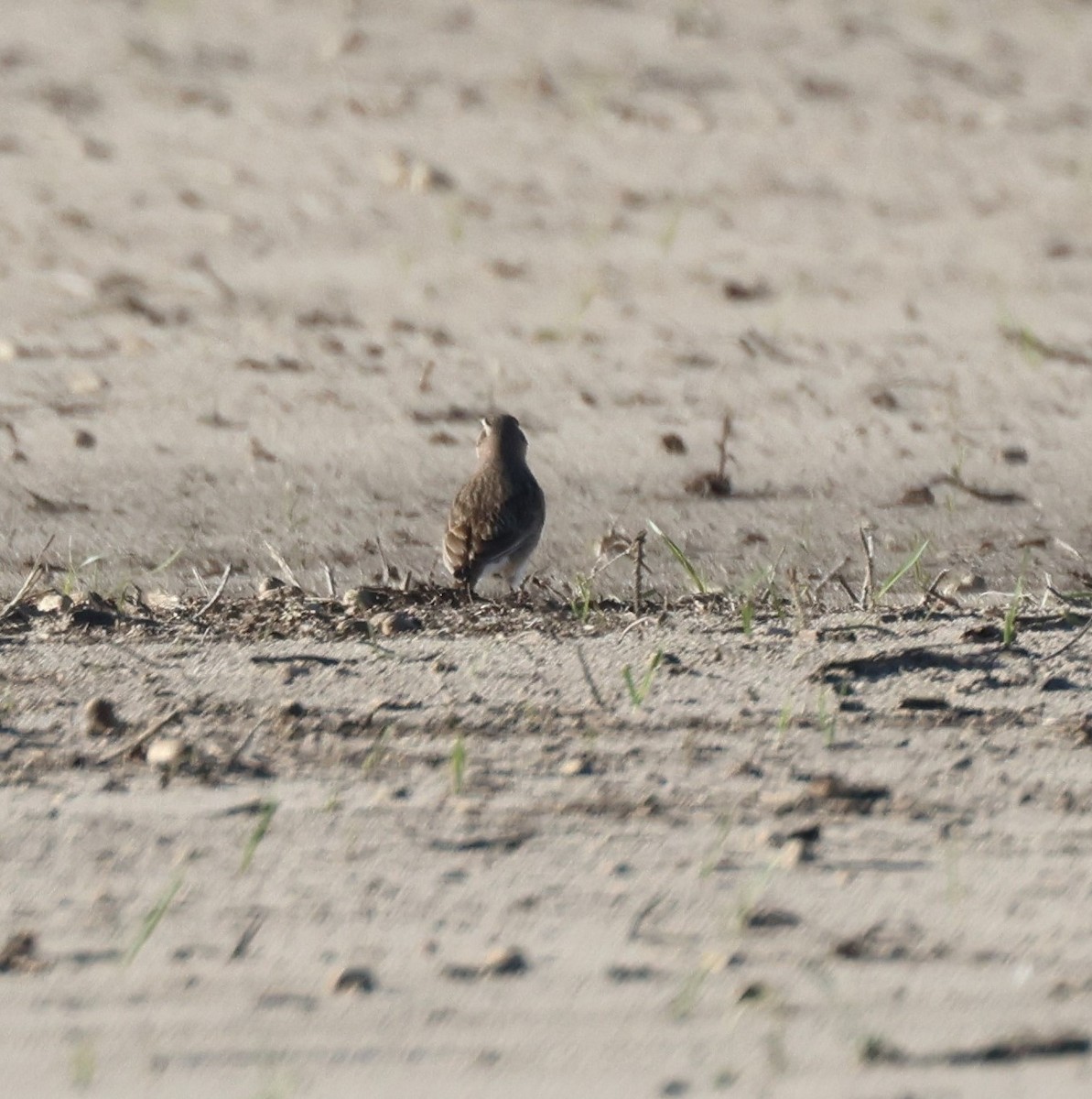 Horned Lark - Anne Ruben