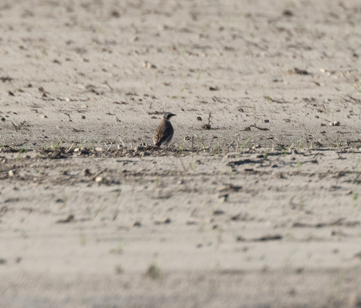 Horned Lark - Anne Ruben