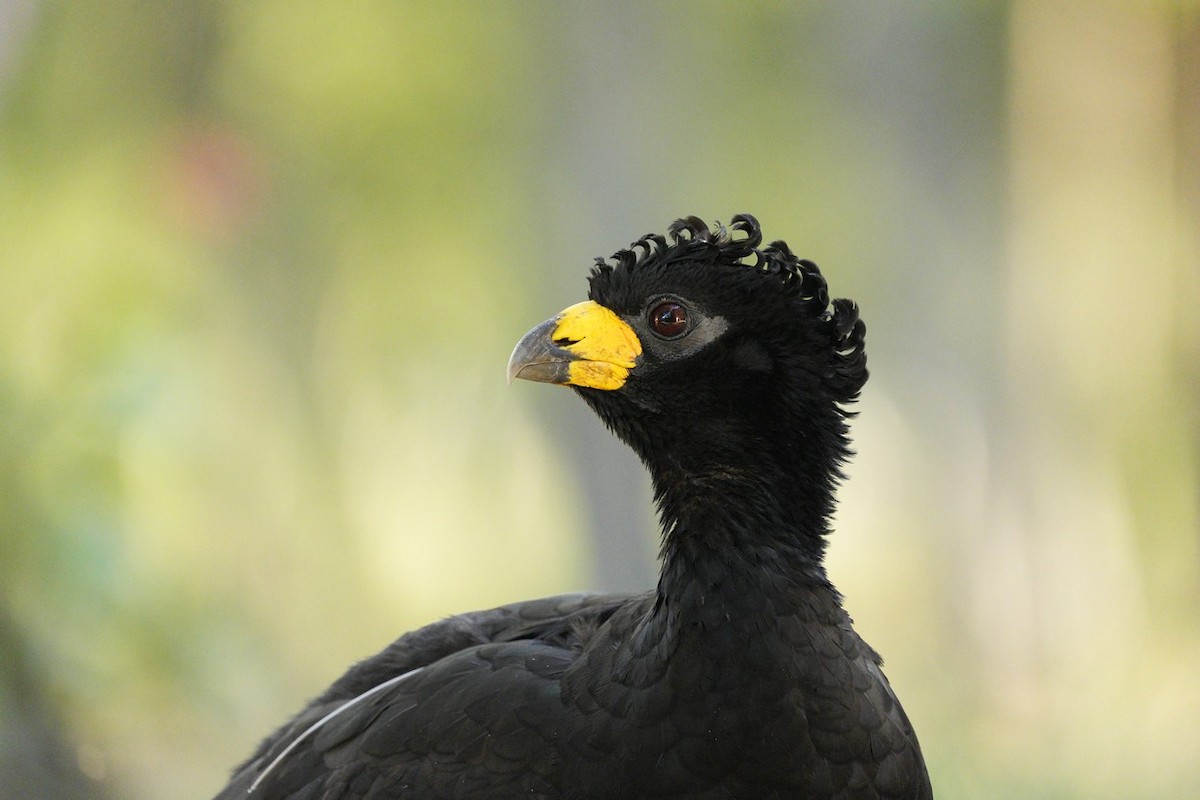 Bare-faced Curassow - Jorge Claudio Schlemmer