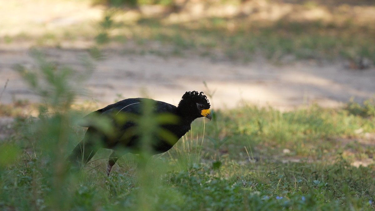 Bare-faced Curassow - Jorge Claudio Schlemmer
