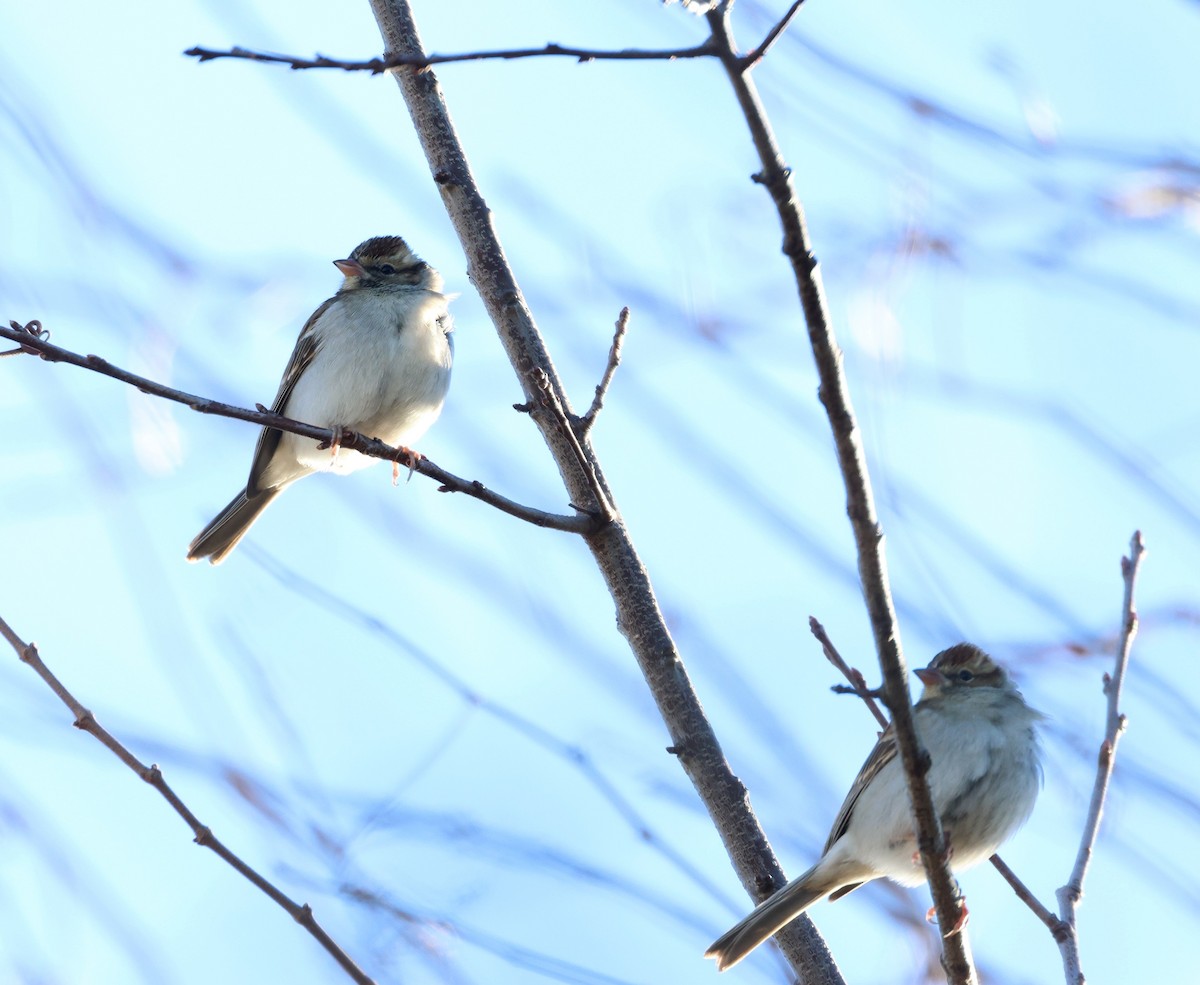 Chipping Sparrow - ML522267711