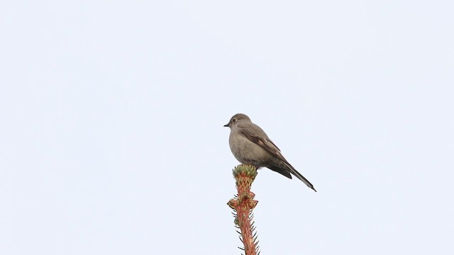 Townsend's Solitaire - ML522267861