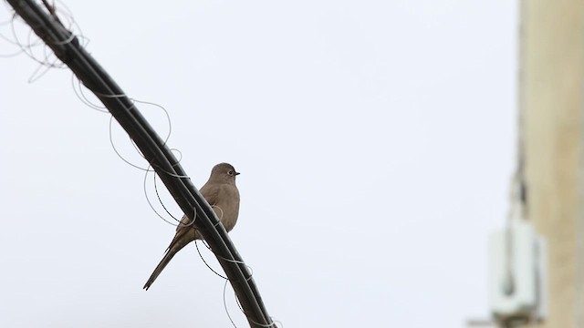 Townsend's Solitaire - ML522267901