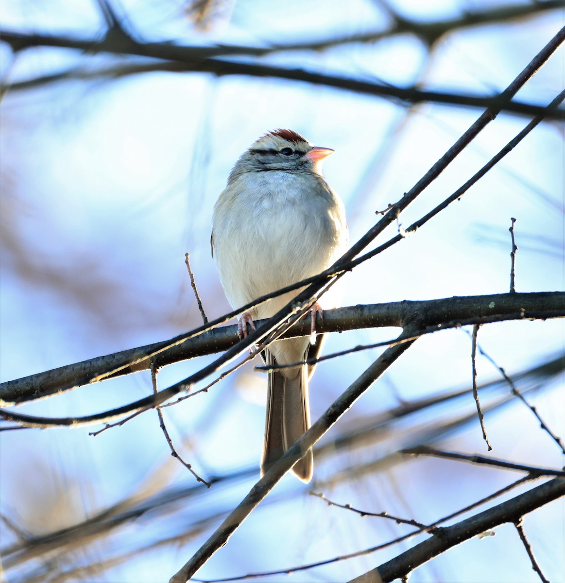 Chipping Sparrow - Anne Ruben