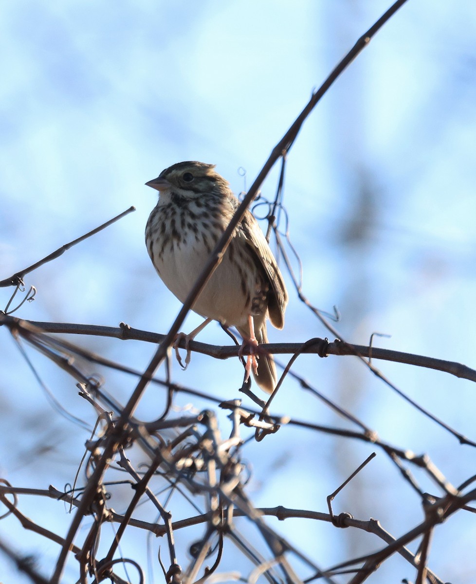 Savannah Sparrow - Anne Ruben