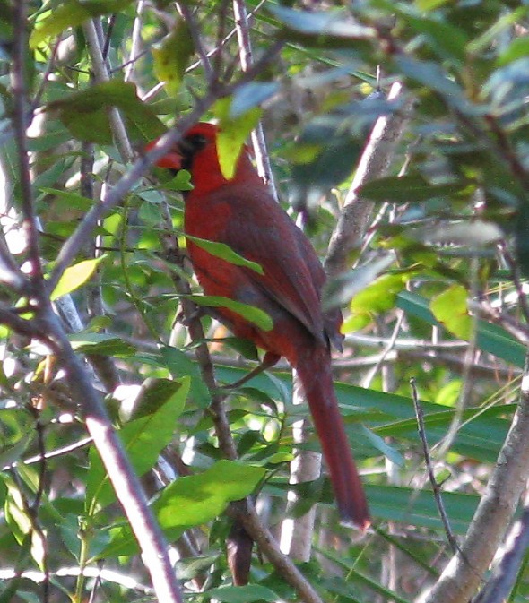 Cardinal rouge - ML522268241