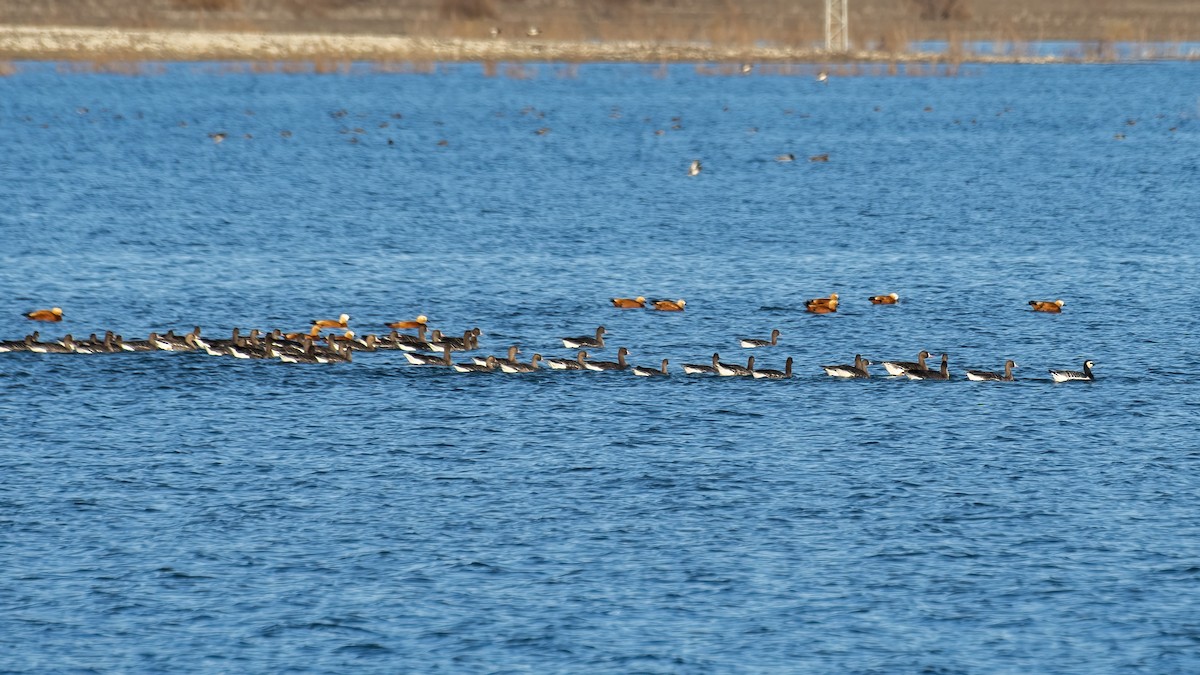 Barnacle Goose - ML522270621