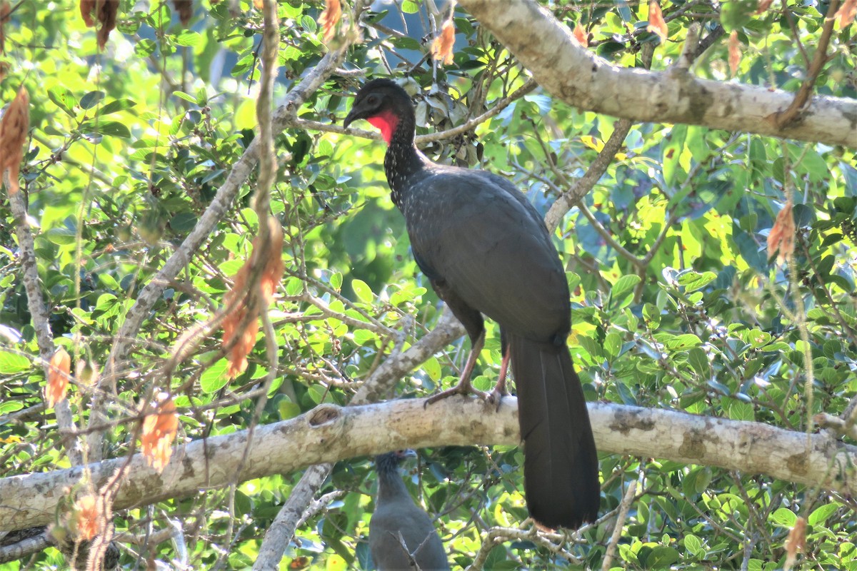 Crested Guan - ML522270731