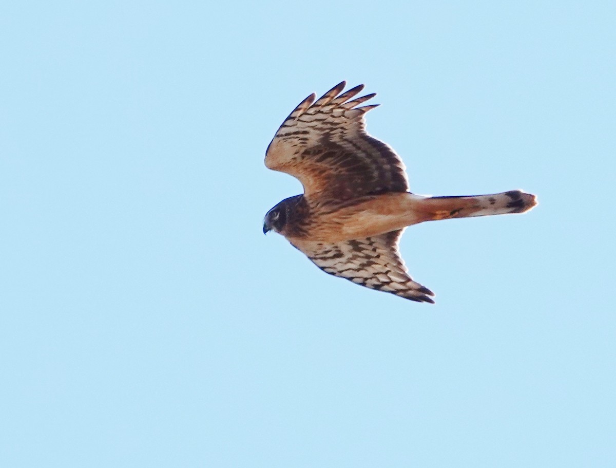 Northern Harrier - ML522271081