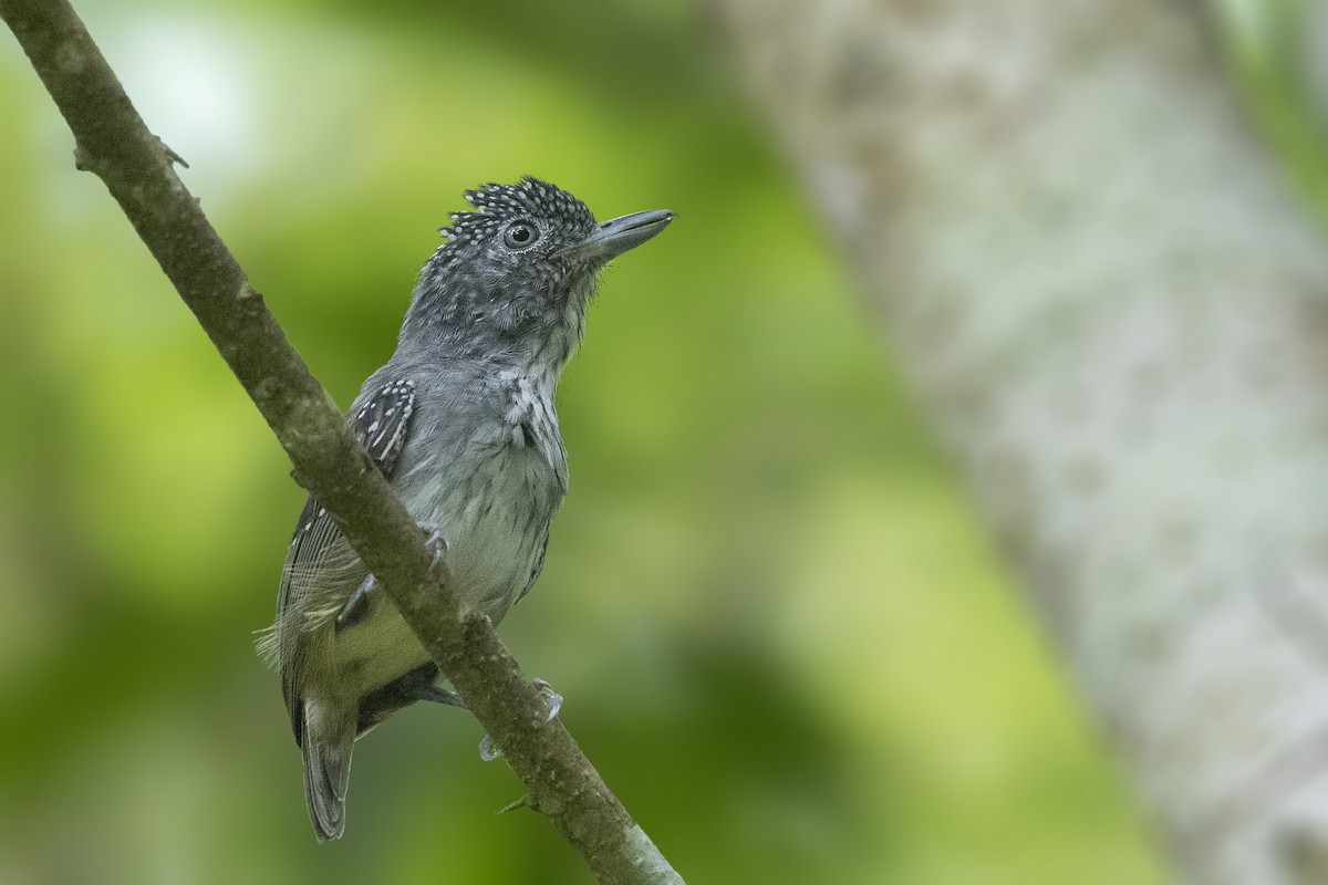 Spot-crowned Antvireo - ML522272861