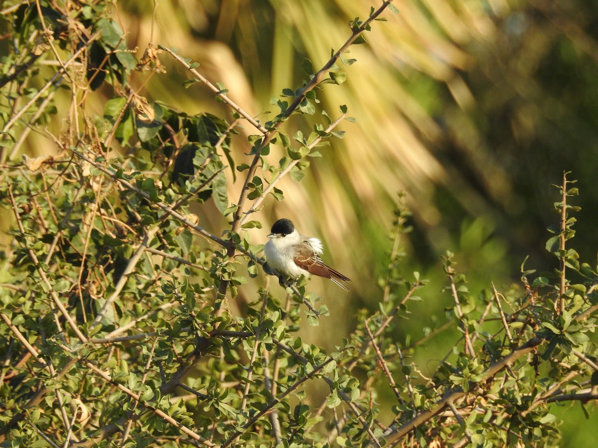 White-naped Xenopsaris - ML522273861