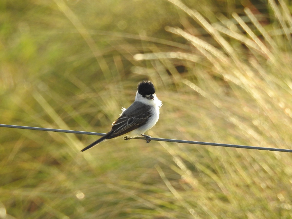 White-naped Xenopsaris - Yoshitharo Kuroki