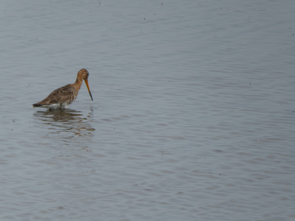 Black-tailed Godwit - ML522275331