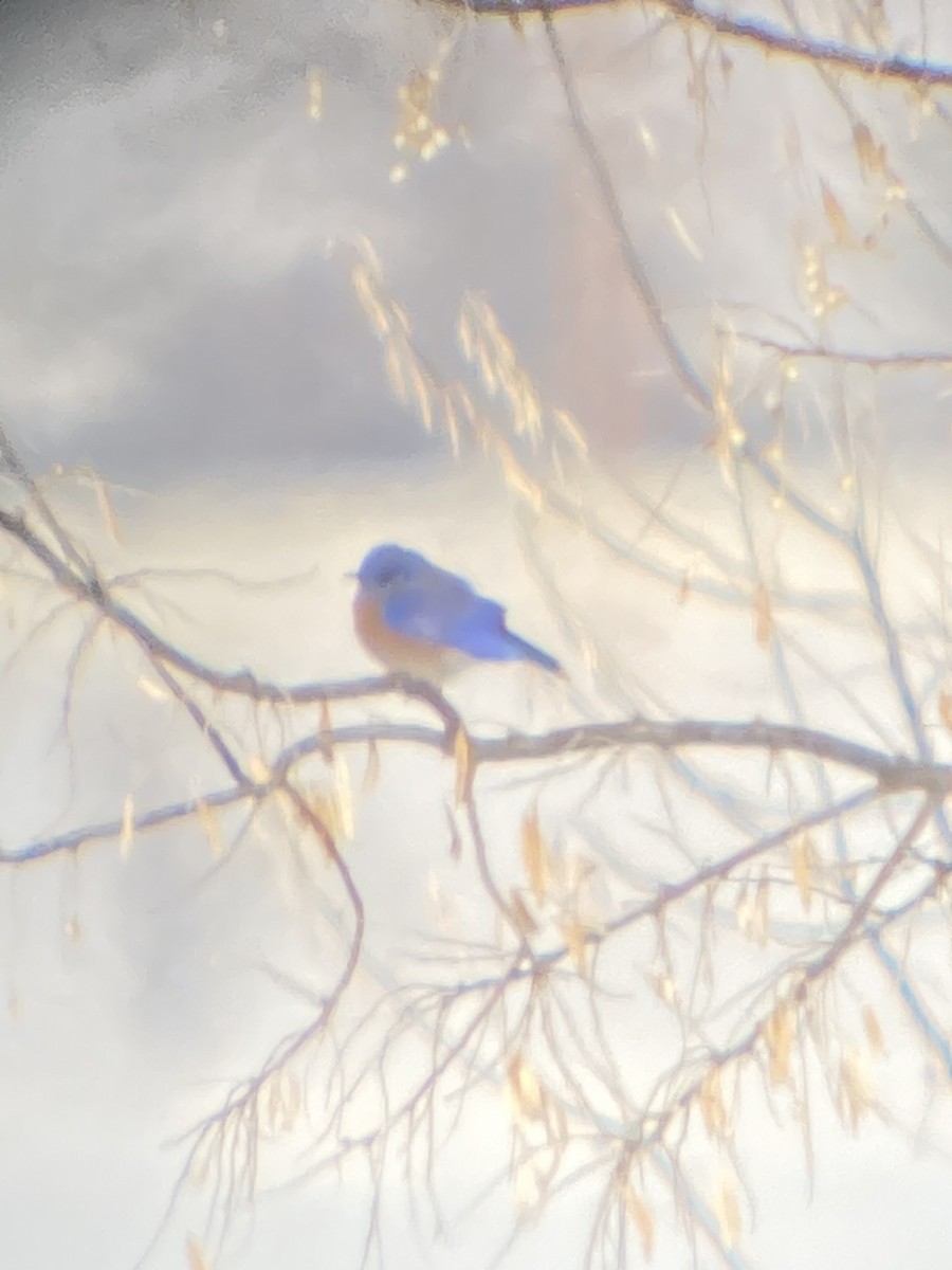 Western Bluebird - ML522276341