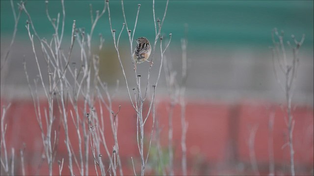 Zitting Cisticola - ML522276381