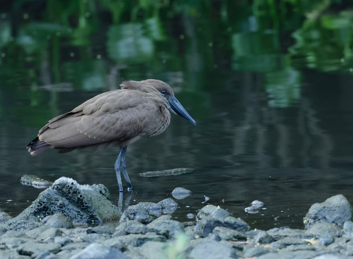 Hamerkop - ML522278601