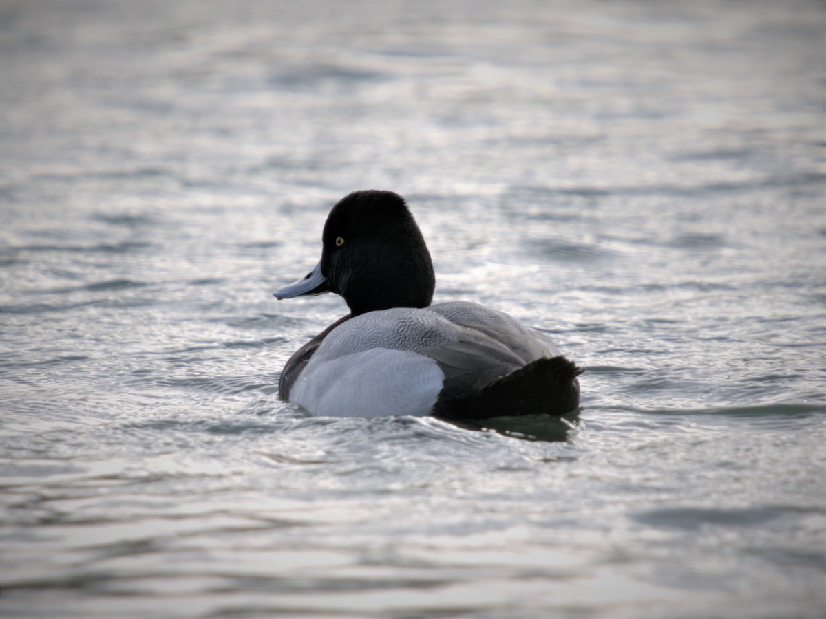 Lesser Scaup - ML522278761