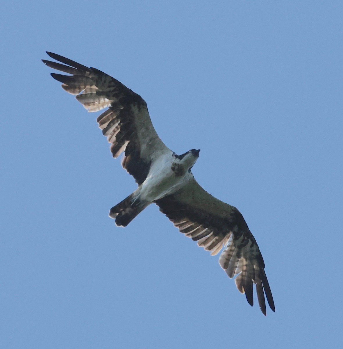 Balbuzard pêcheur - ML522279081