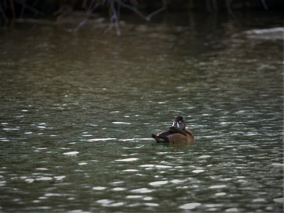 Ring-necked Duck - ML522279091