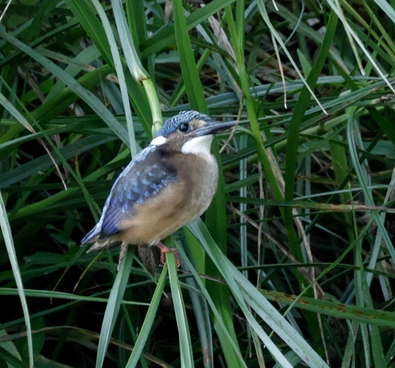 Martin-pêcheur huppé - ML522279171