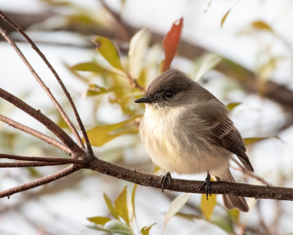 Eastern Phoebe - ML522279731