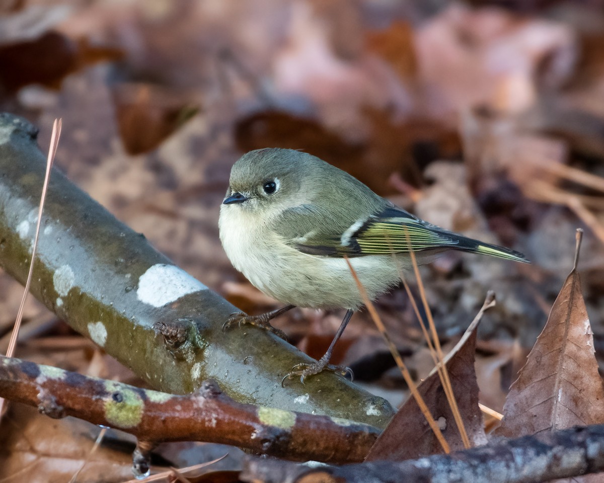Ruby-crowned Kinglet - ML522279901