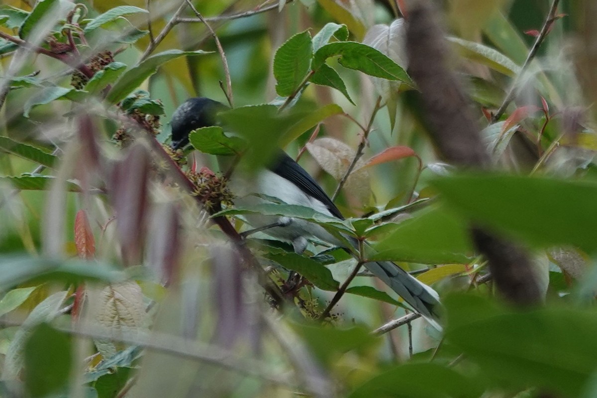 Black-backed Sibia - ML522280111