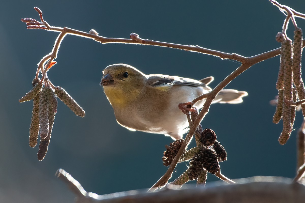 American Goldfinch - ML522280141