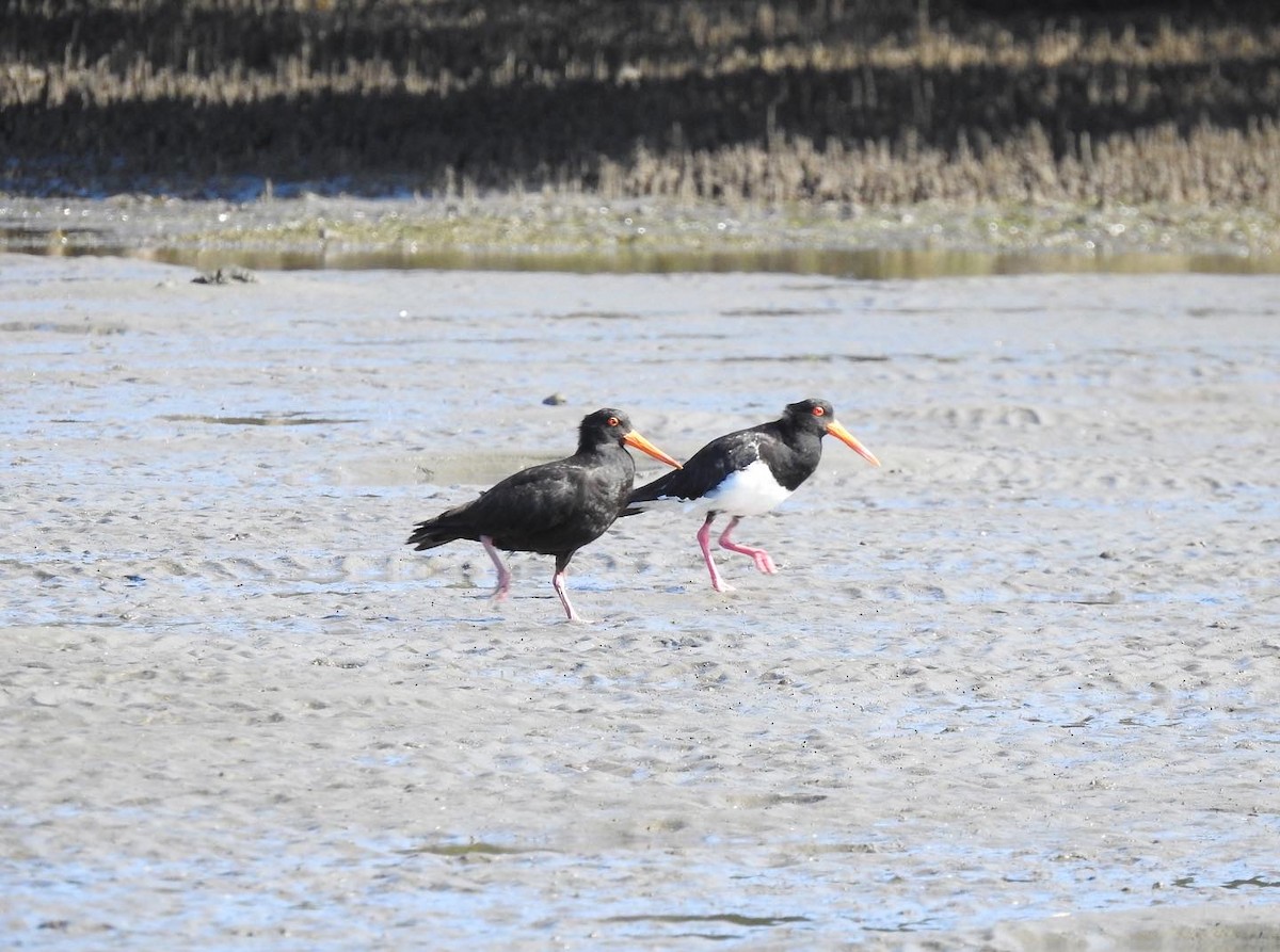 Sooty Oystercatcher - ML522280331