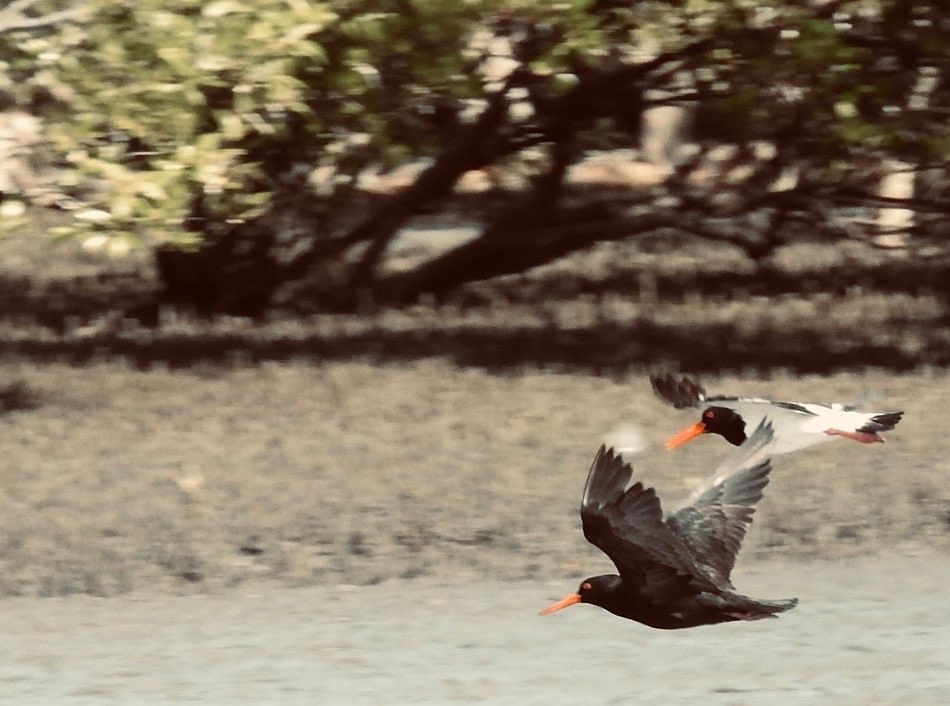 Sooty Oystercatcher - ML522280361