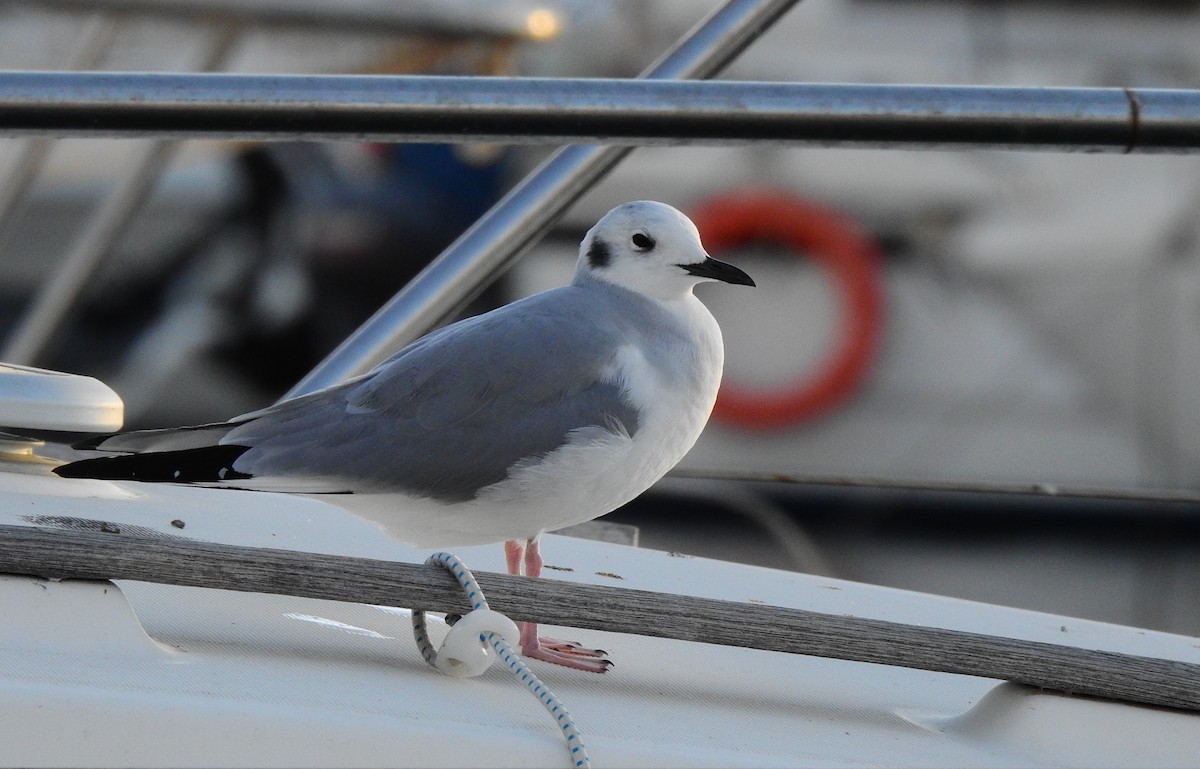 Bonaparte's Gull - BLAS LOPEZ