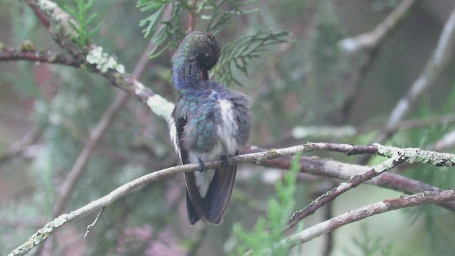 kolibřík safírový - ML522281391