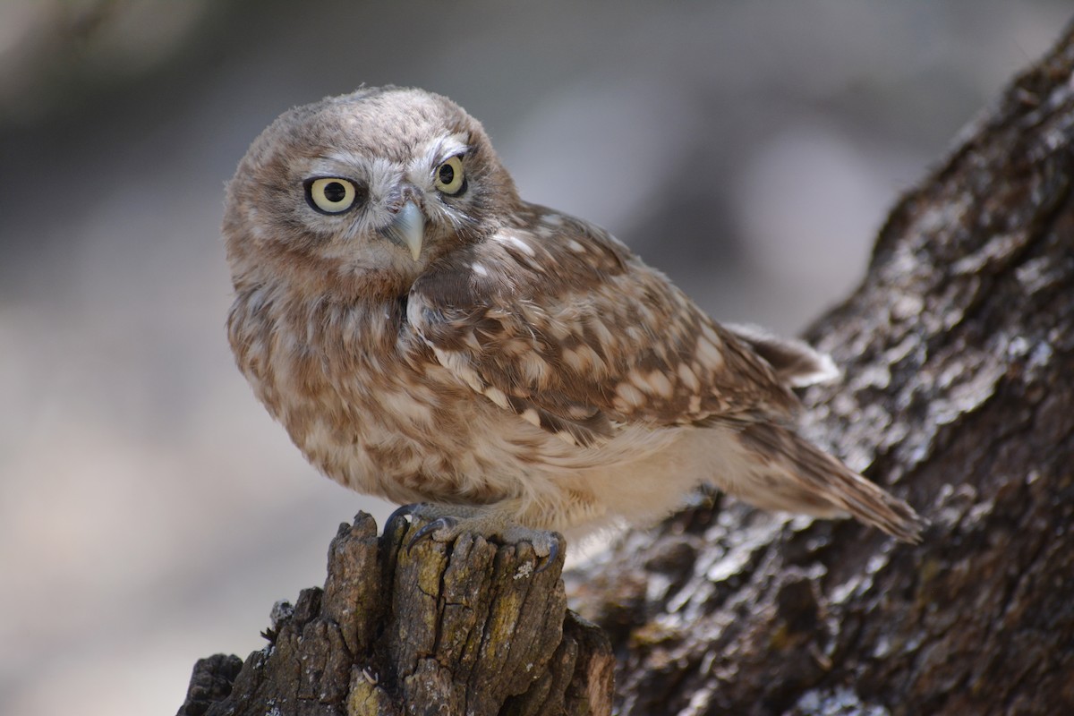 Little Owl - Mohammad Amin Ghaffari