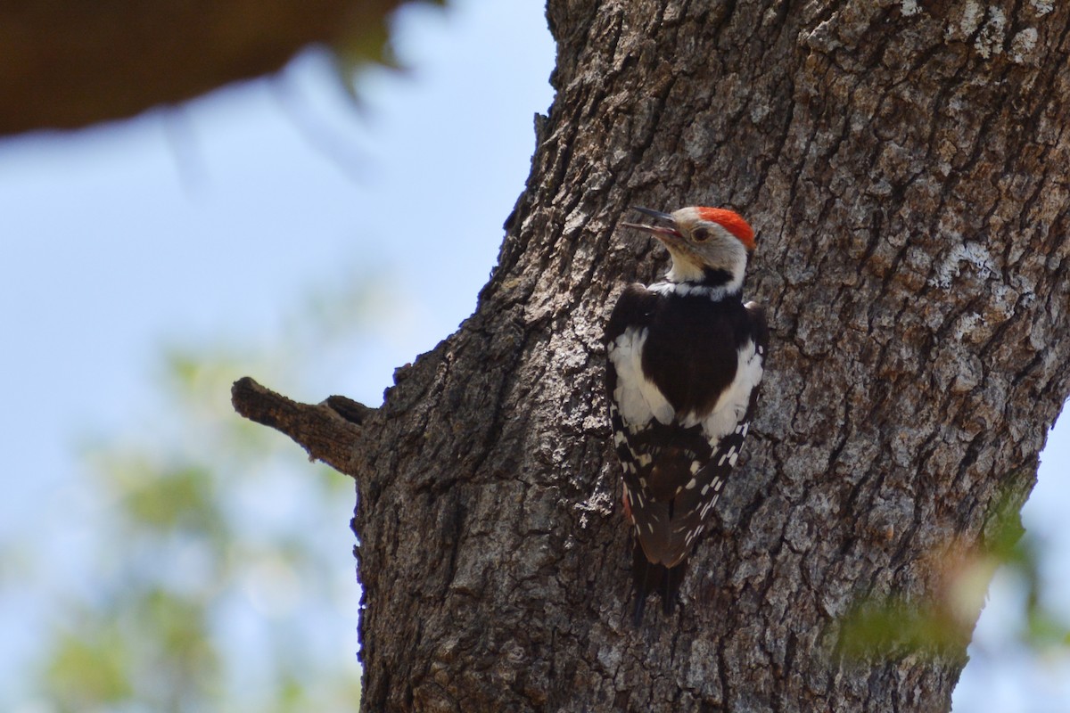 Middle Spotted Woodpecker - Mohammad Amin Ghaffari