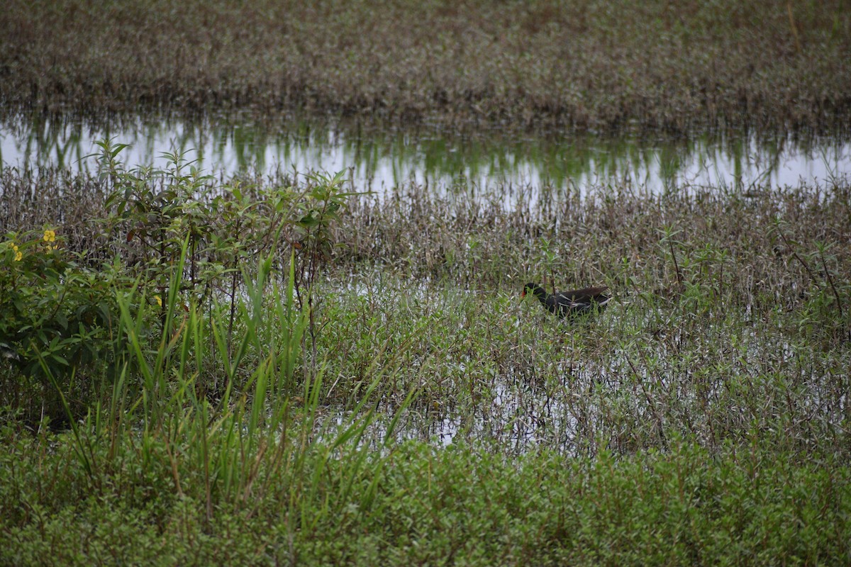 Common Gallinule - ML522281731