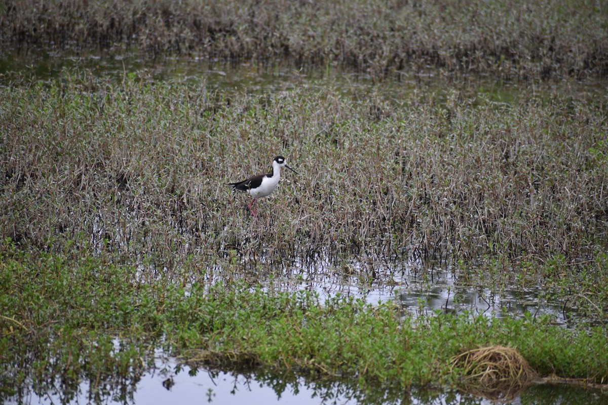 Black-necked Stilt - ML522282061