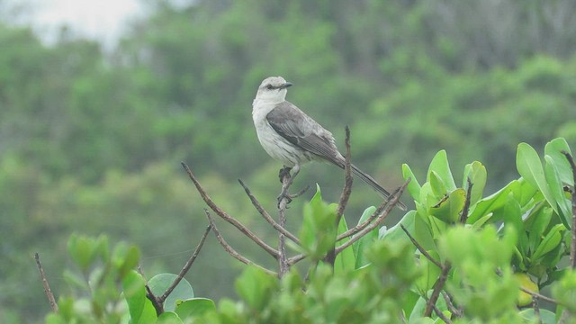 Tropical Mockingbird (Southern) - ML522282221