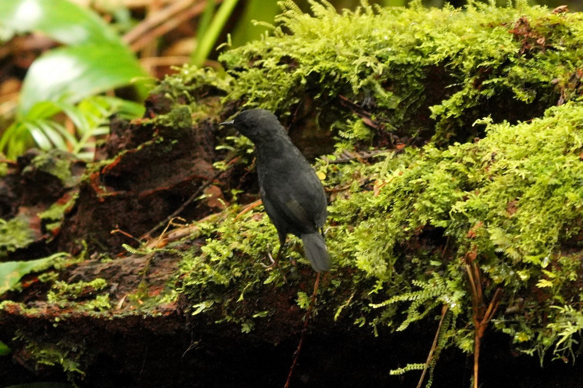Long-tailed Tapaculo - ML522282971