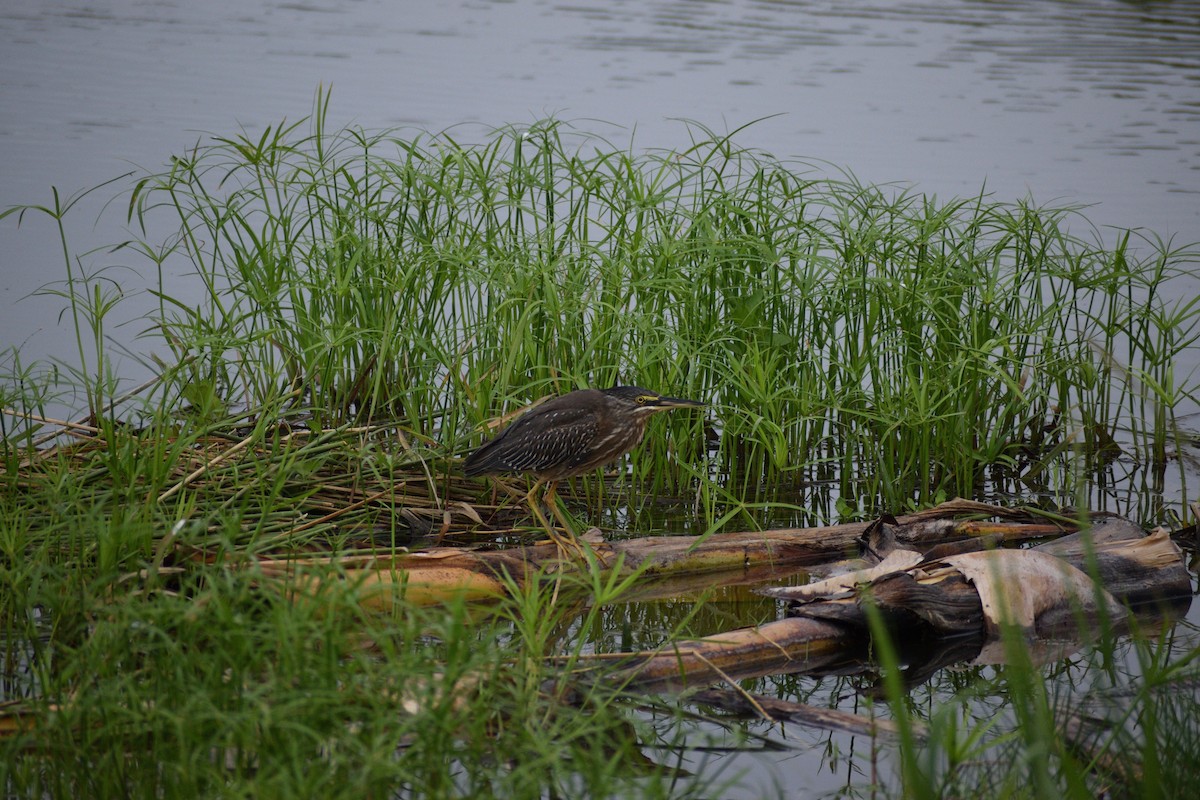 Striated Heron - ML522283311