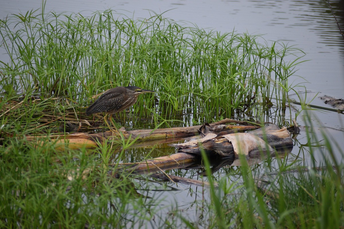 Striated Heron - ML522283321