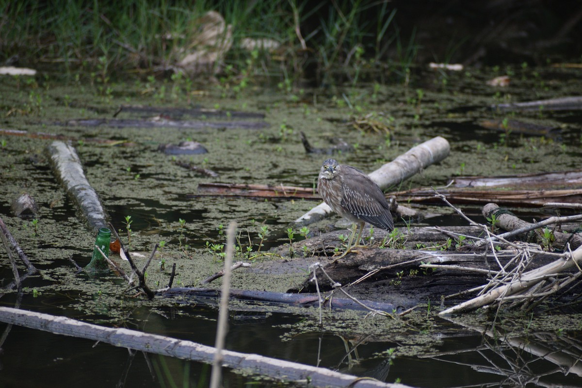 Striated Heron - ML522283341