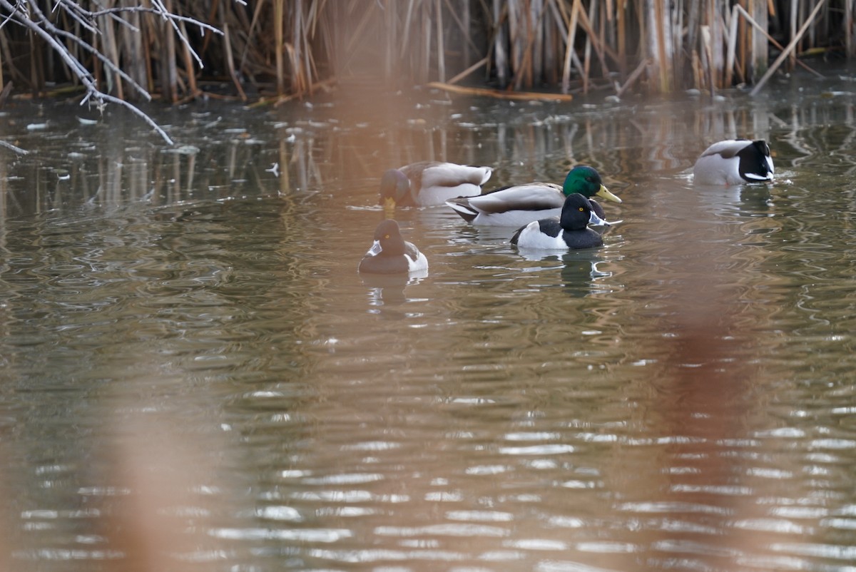 Ring-necked Duck - ML522283741